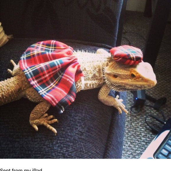 Faux not Fur - Picture 8 of 13